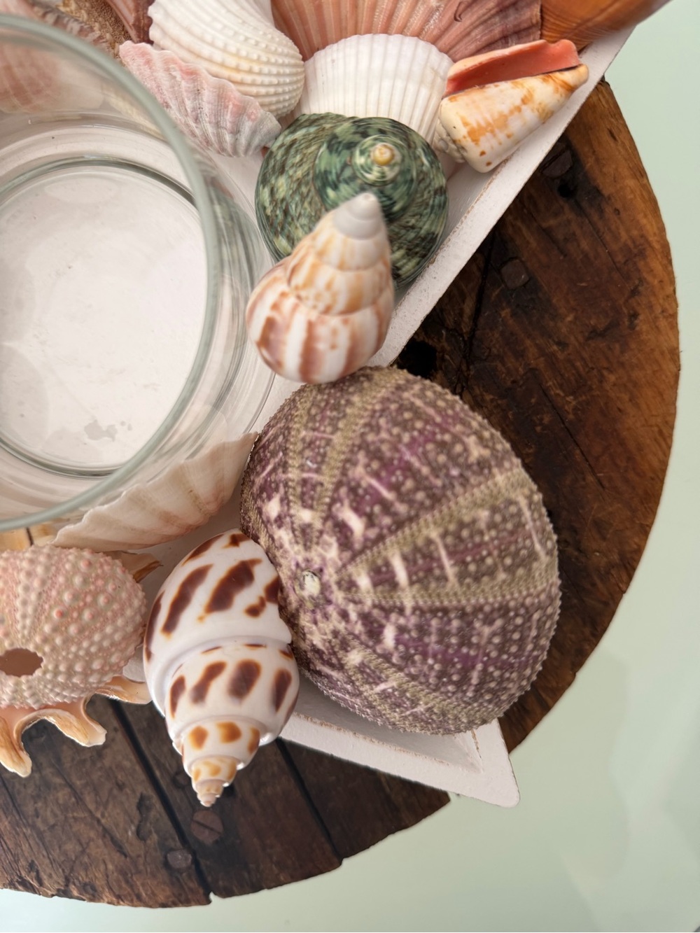 Coastal Seashell Candle Centerpiece in White Star - Picture 7 of 16